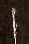 Silver beardgrass